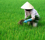 rice farming