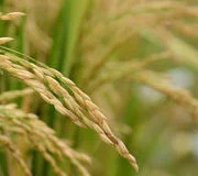 Towards Enhancing Regional Rice Supply Chains and Trading Networks Integration: A Worm’s Eye View