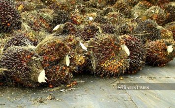 File Photo: The various types of anti-palm oil campaigns such as no palm oil labels, do not eat the rainforest and eat plants, no palm please, are driving a number of food manufacturers to reduce the consumption of palm oil in foods. - STR/ADZLAN SIDEK