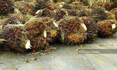 File Photo: The various types of anti-palm oil campaigns such as no palm oil labels, do not eat the rainforest and eat plants, no palm please, are driving a number of food manufacturers to reduce the consumption of palm oil in foods. - STR/ADZLAN SIDEK