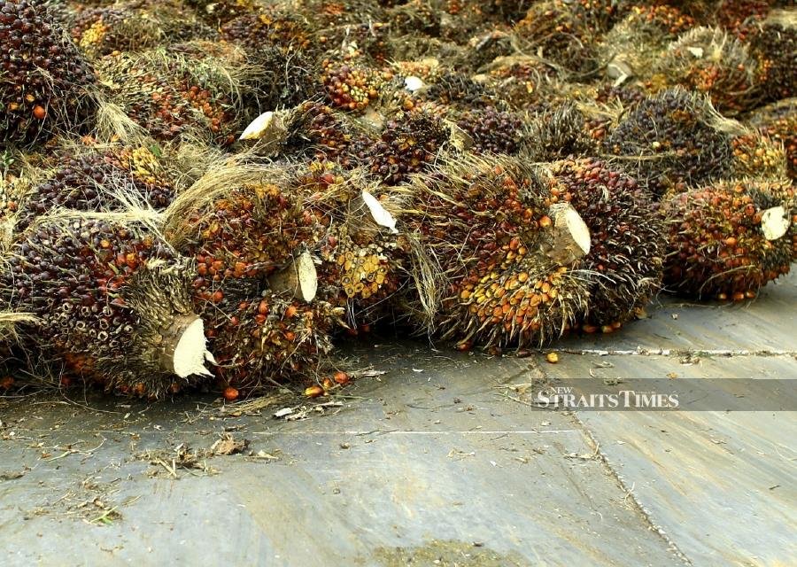 File Photo: The various types of anti-palm oil campaigns such as no palm oil labels, do not eat the rainforest and eat plants, no palm please, are driving a number of food manufacturers to reduce the consumption of palm oil in foods. - STR/ADZLAN SIDEK